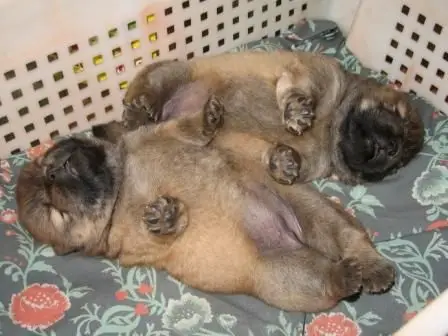Chow Chow puppies sleeping soundly inside a basket