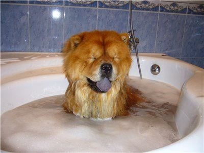 Chow Chow in the bathtub filled with water and bubbles
