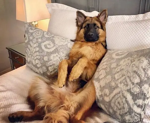 German Shepherd dog on the bed with its legs spread out