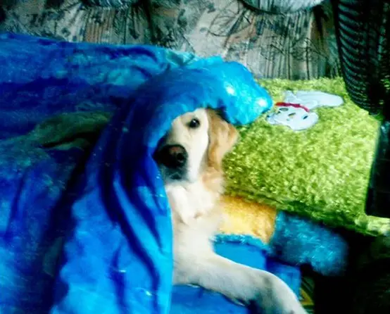 A Golden Retriever lying on the bed with a blanket over its body and head