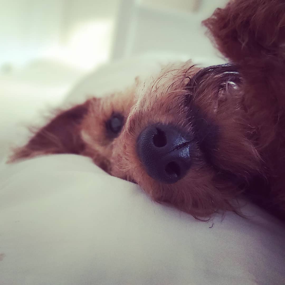 A Irish Terrier lying on the bed