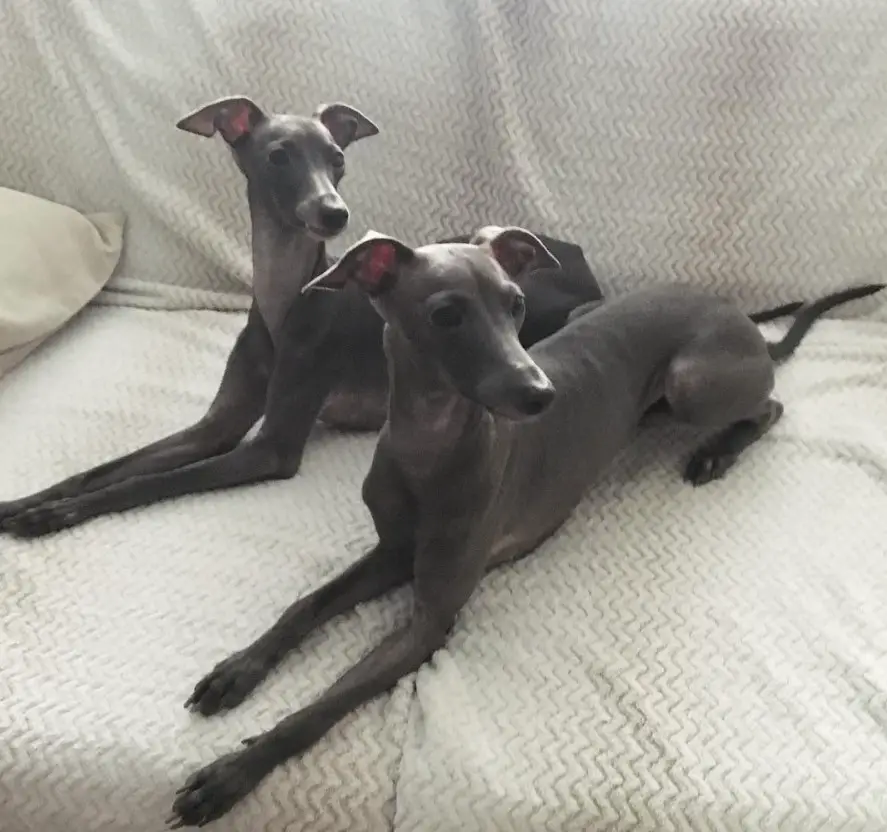 two Italian Greyhound lying on the couch