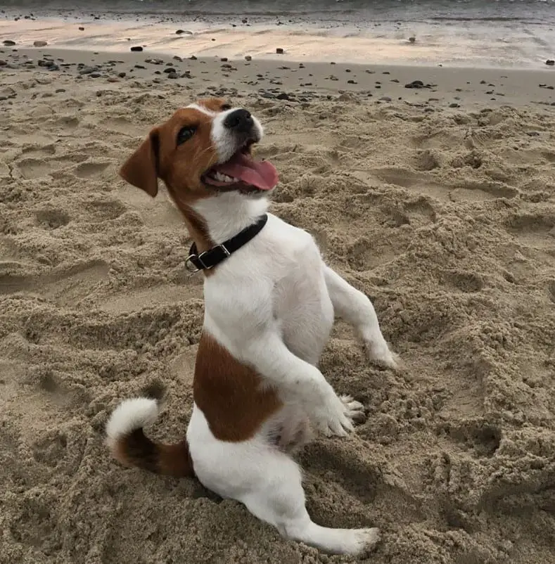 Jack Russell Terrier doing a sitting pretty in the sand while smiling