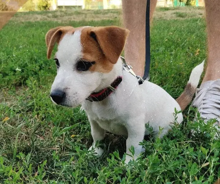 Jack Russell Terrier puppy sitting on the grass with its owner standing behind him