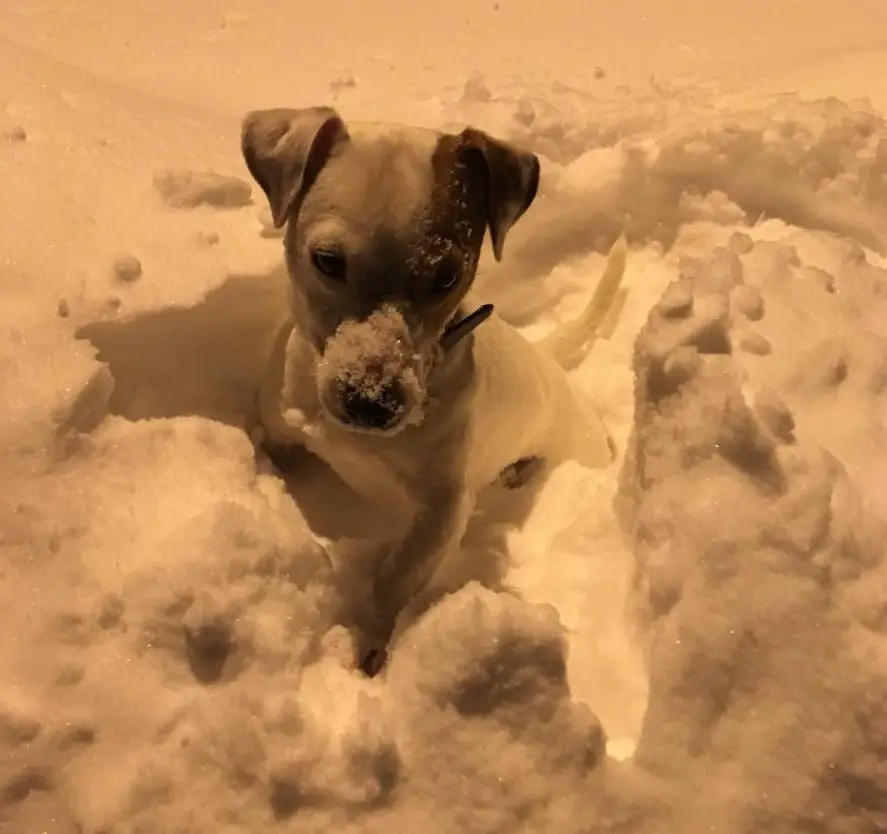 Jack Russell Terrier standing in snow at night