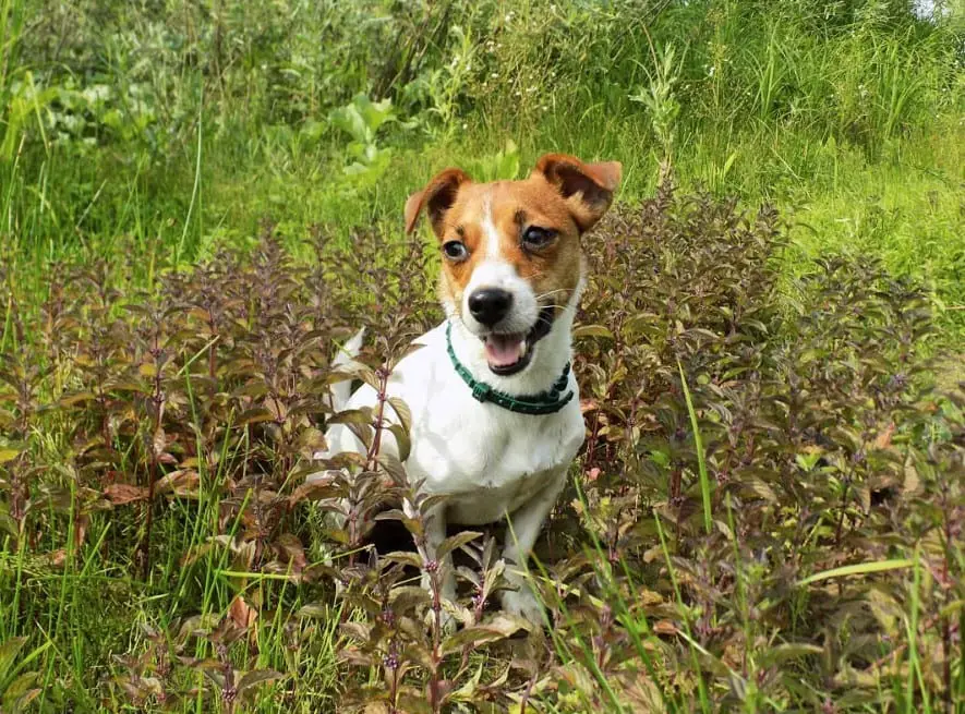 Jack Russell Terrier sitting in the middle of the plants