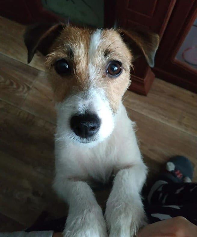 Jack Russell Terrier standing up leaning towards its owner with its begging face