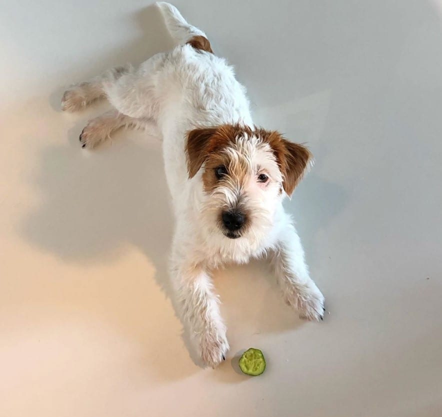 Jack Russell Terrier lying down with a sliced lemon in front of him