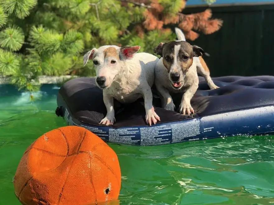 two Jack Russell Terriers standing on top of the floatie while staring at the ball floating in the water