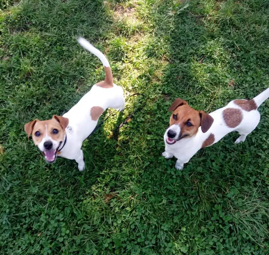 two Jack Russell Terriers standing in the grass while looking up with their happy faces