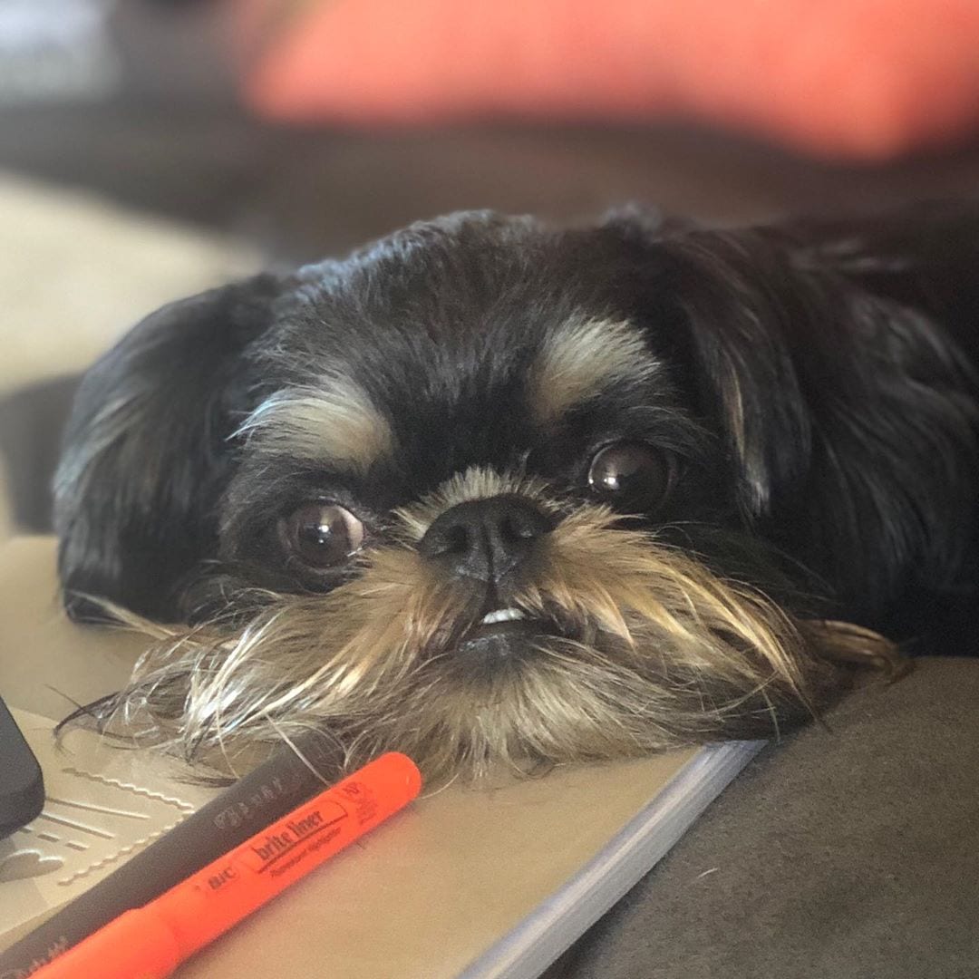 A Brussels Griffon behind the table with its face on top of the notebook and while staring at the pen in front of him
