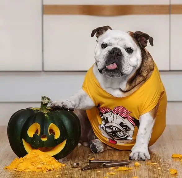 Bulldog wearing a mustard shirt printed with its face while sitting on the floor and putting its paw on the halloween watermelon