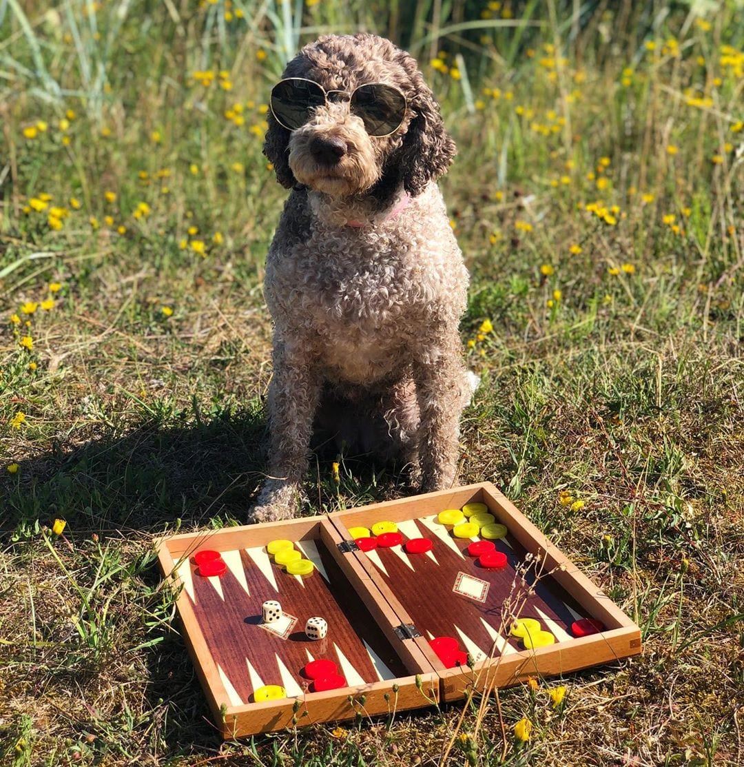 A Lagotto Romagnolo sitting on the grass behind the board game