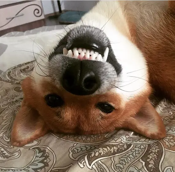 A Shiba Inu lying on its back on the bed while smiling