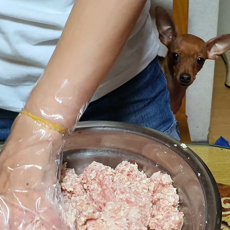 A woman mixing ground pork on the table with a Miniature Pinscher is peeking behind her back