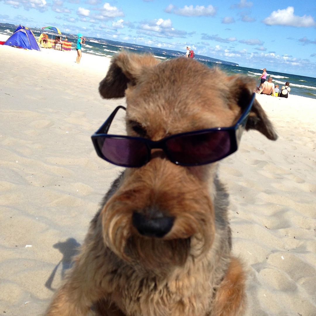 An Irish Terrier sitting in the sand while wearing sunglasses at the beach