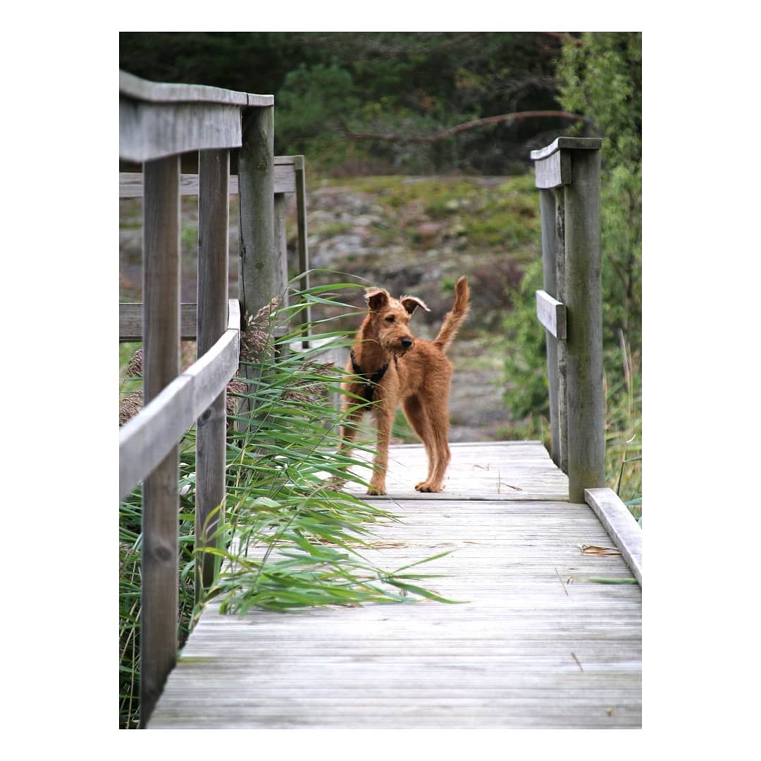 A Irish Terrier standing on the wooden bridge