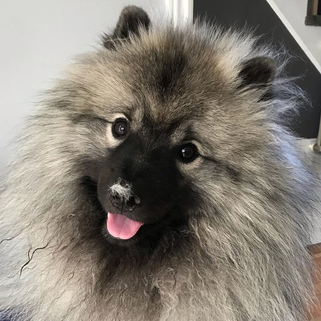 A happy Keeshond with a fur on top of its nose