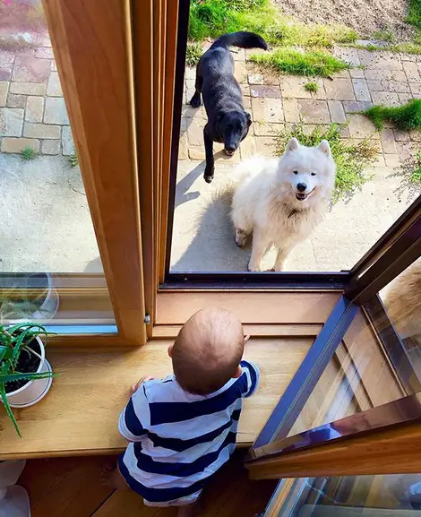 A Samoyed Dog sitting outside while smiling towards the baby inside the house looking at him through the window