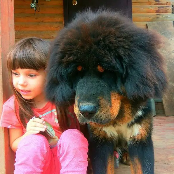 Tibetan Mastiff dog beside a girl sitting on the floor