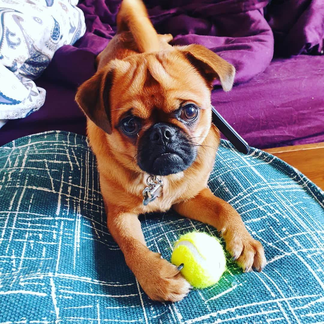A Brussels Griffon lying on the bed with its tennis ball