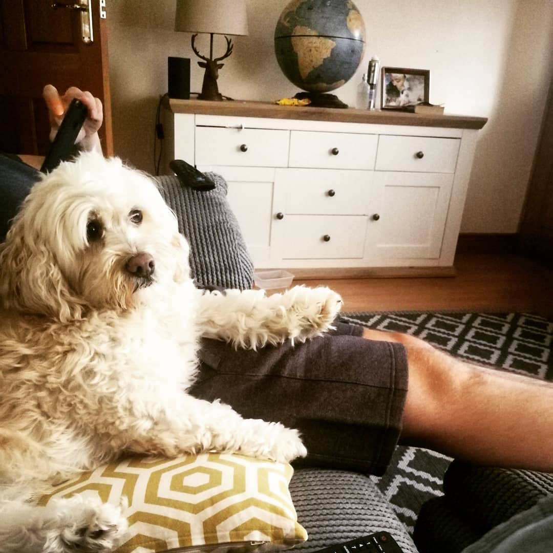 A Lhasa Apso lying beside a man sitting on the couch
