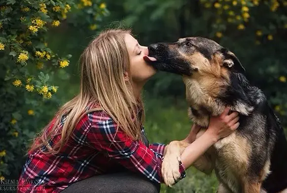 German Shepherd kissing a girl in the garden