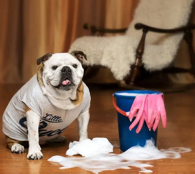 Bulldog sitting on the floor with spilled soap and water from a bucket with a pair of gloves