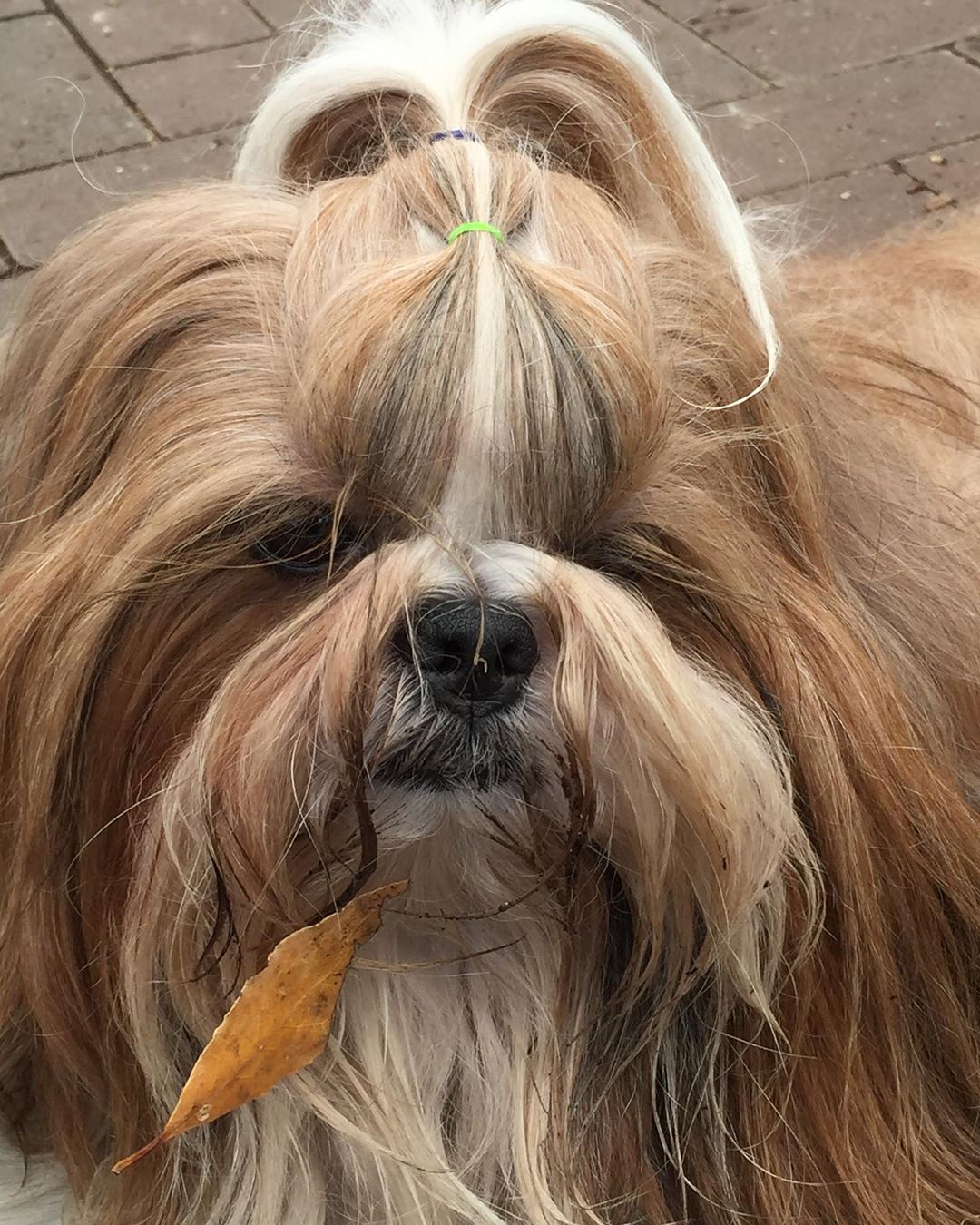 grumpy face of a Shih Tzu with dried leaf stuck on its long hair.