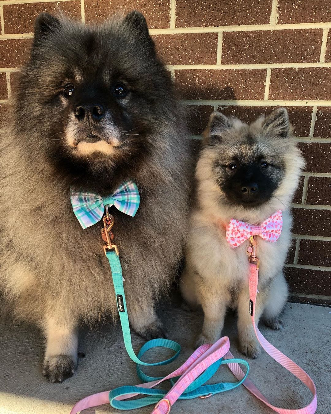 an adult and puppy Keeshond sitting on the pavement