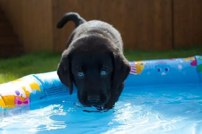 A black Labrador puppy going in the water inside the inflatable pool