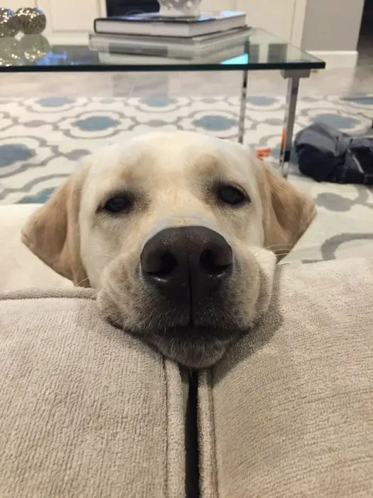 A Labrador with its face in between the pillows of the couch