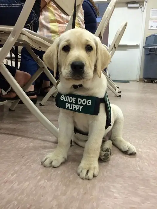 A Labrador puppy wearing a harness on its body saying - Guide Dog puppy