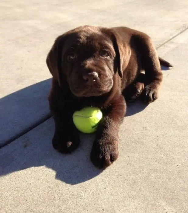 A brown Labrador puppy lying on the pavement with its ball and under the sun