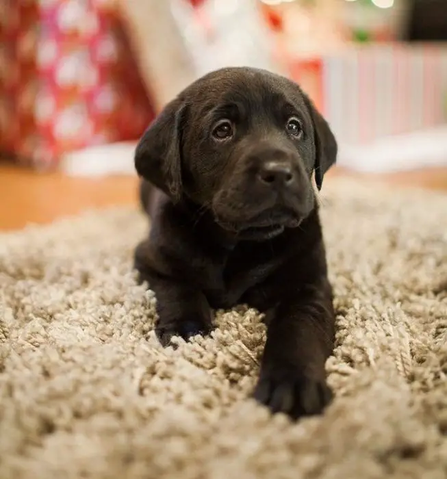 A black Labrador lying on the carpet with its sad face