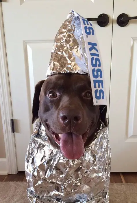 A chocolate brown Labrador in a kisses chocolate costume while sitting on the floor and smiling