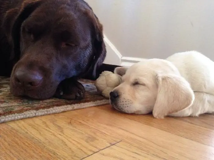 An adult brown Labrador and white Labrador puppy sleeping on the floor