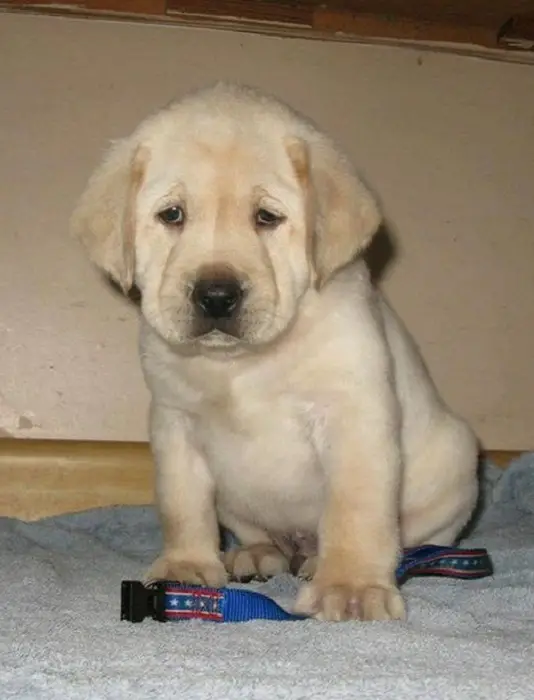 A yellow Labrador puppy sitting on its bed with its sad face