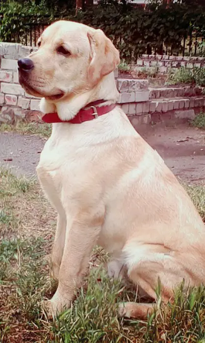 A yellow Labrador sitting on the grass at the park