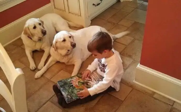 two white Labradors lying on the floor while staring at the young boy sitting beside them
