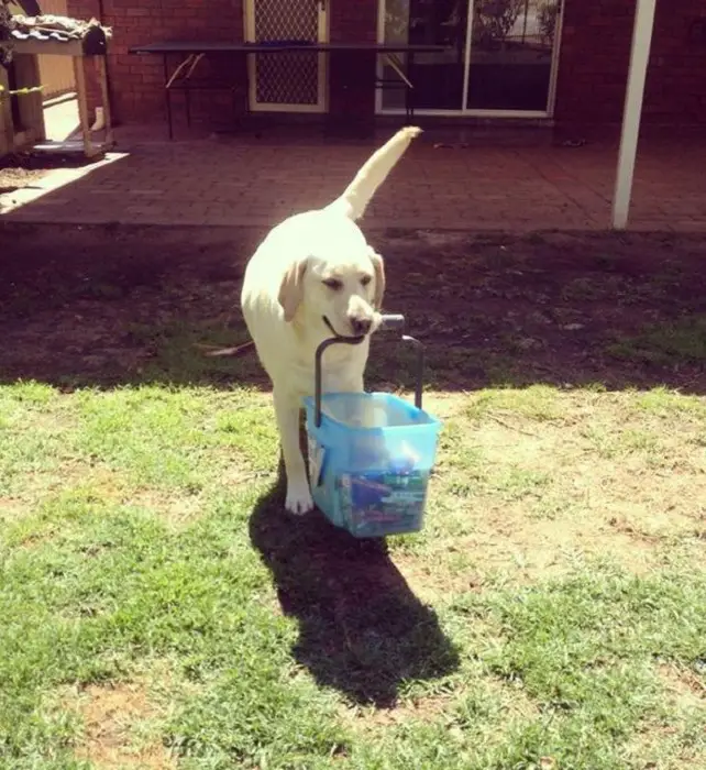 A Labrador walking in the yard while holding a basket filled with things inside