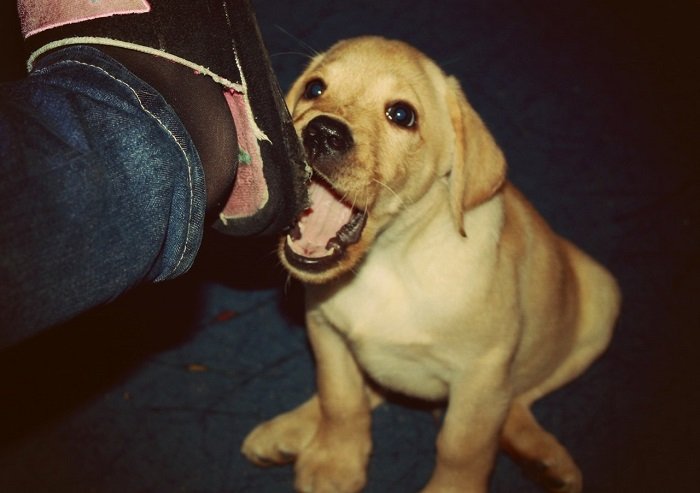 A yellow Labrador puppy biting the slipper of the man