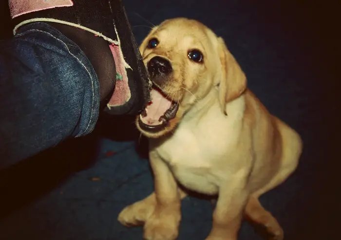 A yellow Labrador puppy biting the slipper of the man