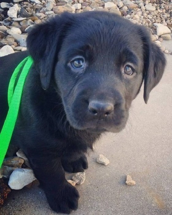 A black Labrador sitting on the pavement with its sad face