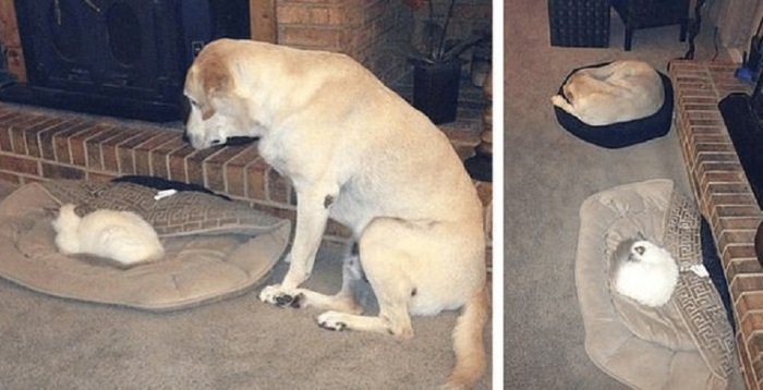 photo sitting on the floor while staring at the cat sleeping on its bed and a photo of a Labrador sleeping on the cats bed