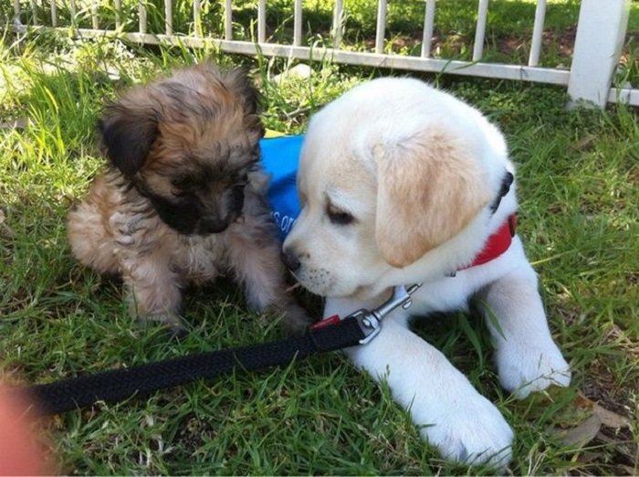 A yellow Labrador lying on the grass with another puppy sitting beside him