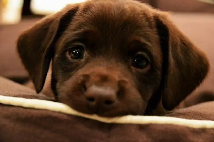 A brown Labrador lying down on the bed with its sad face