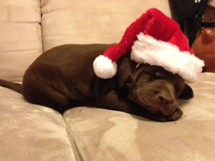 A brown Labrador sleeping on the couch while wearing santa hat