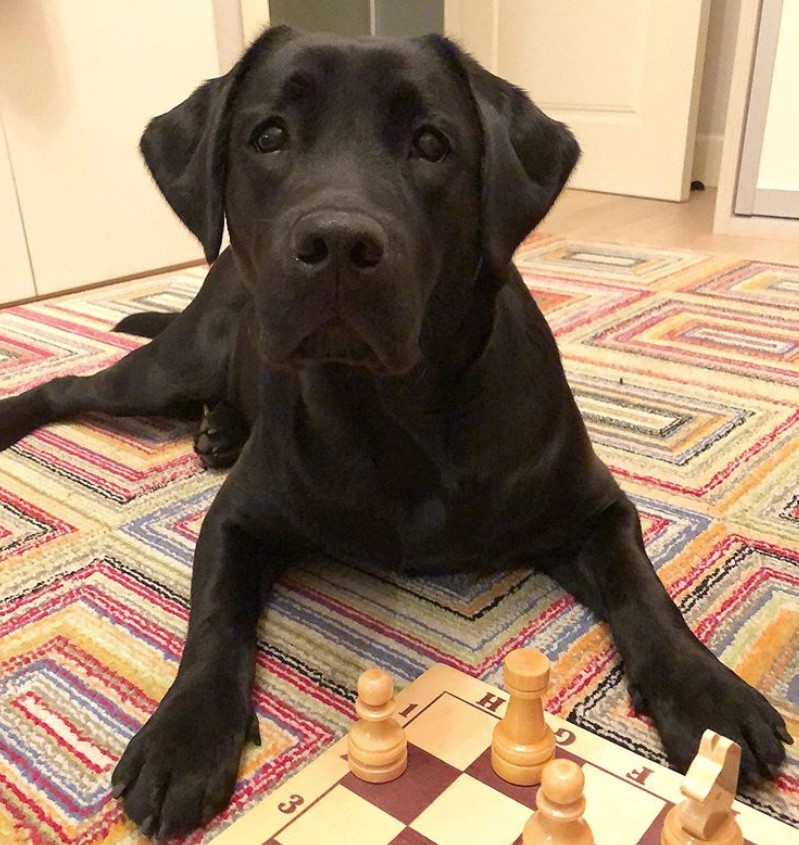 A black Labrador lying on the carpet with its sad face