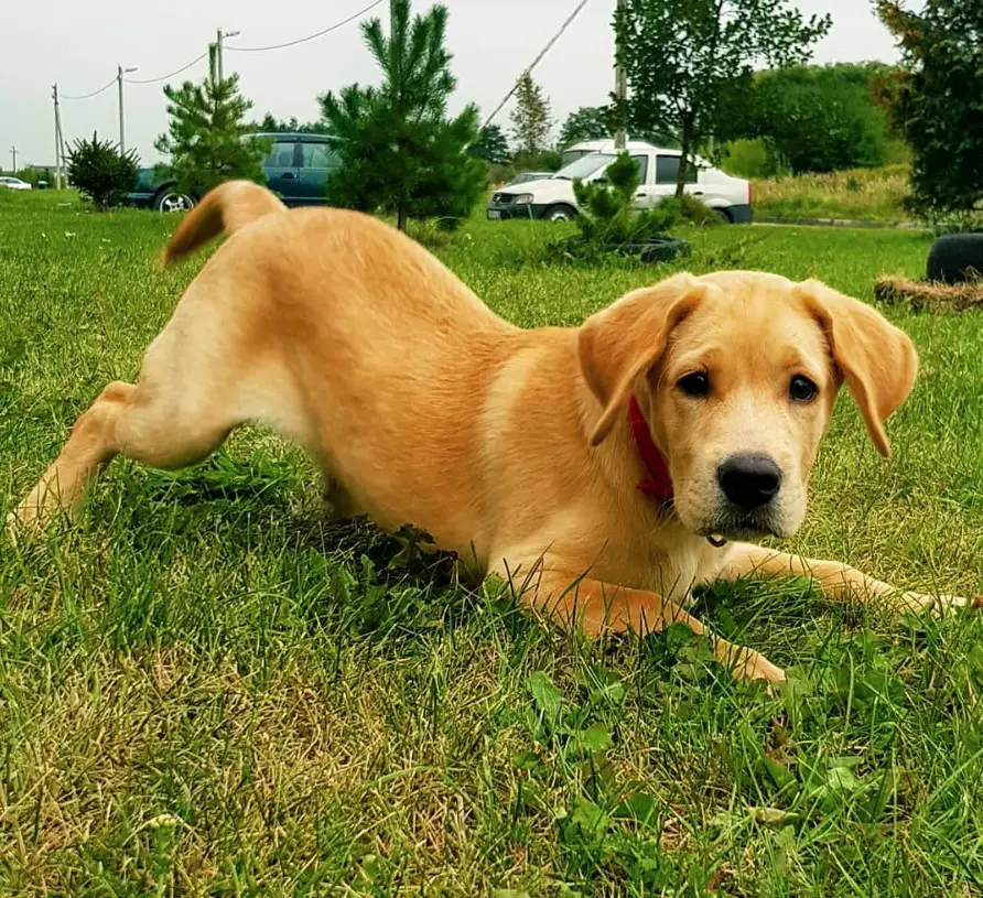 A yellow Labrador puppy down on the grass at the park